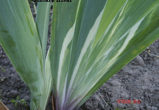 Variegated Foliage